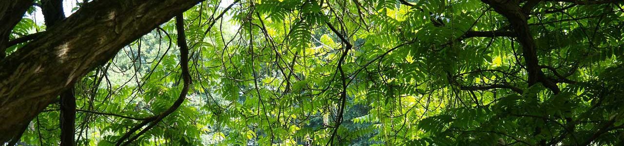 imagem de uma floresta representando uma selva