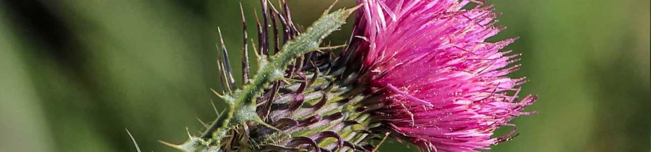 Imagem da planta cardo, que deu origem ao sobrenome cardoso