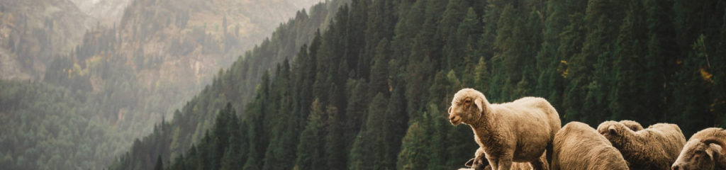 Carneiro em cima de uma pedra obrservando a colina