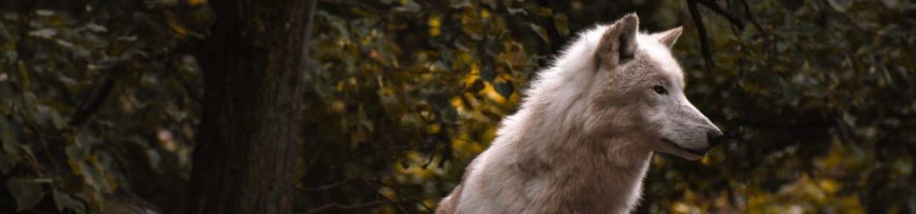 Lobo, do latim Lupus, animal que deu origem ao sobrenome Lopes.