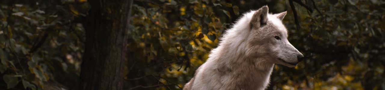 Lobo, do latim Lupus, animal que deu origem ao sobrenome Lopes.