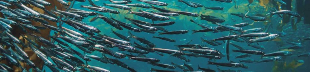 imagem de peixes, que originaram o sobrenome nunes.