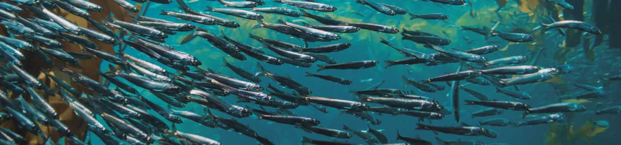 imagem de peixes, que originaram o sobrenome nunes.