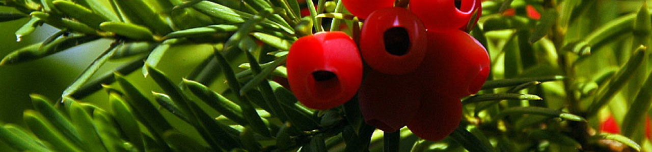 Taxus baccata, planta que deu origem ao sobrenome Teixeira