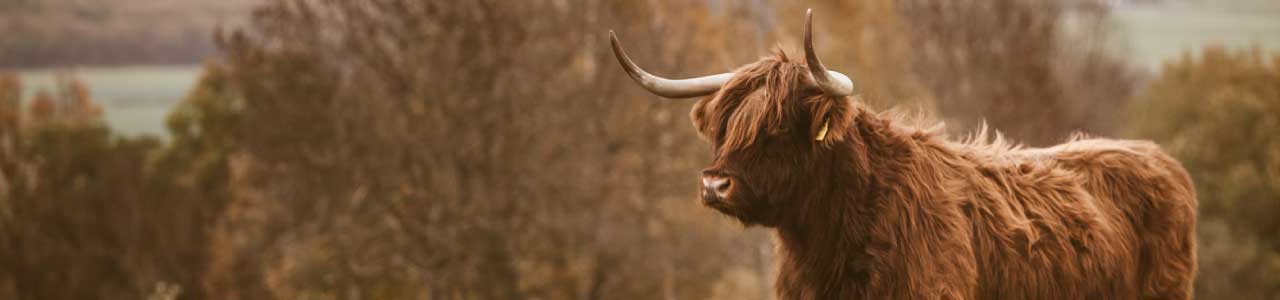 A imagem mostra um touro, remetendo a origem do sobrenome trevisan