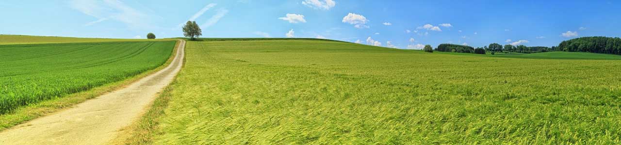 imagem mostra um campo com uma grama bem verde e um céu azul, remetendo a origem do sobrenome campos.