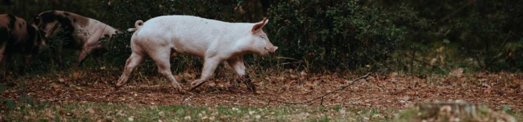 Porco caminhando na floresta.