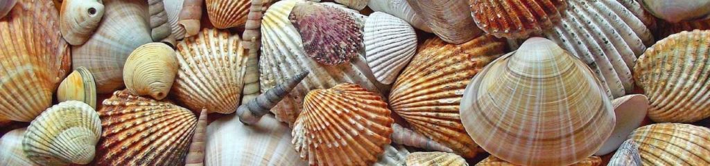 Conchas representando a origem do sobrenome viveira