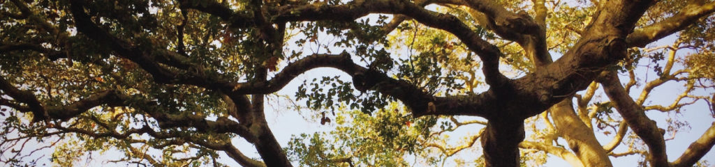 imagem mostra um carvalho, possível significado do nome Albuquerque.