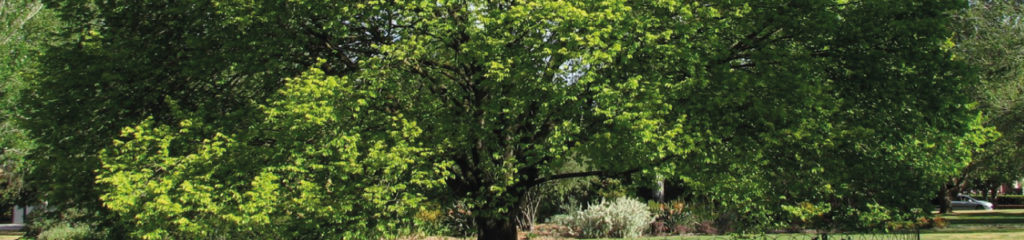 imagem de uma arvore de ulmeiro, fazendo alusão a origem do sobrenome lemos.