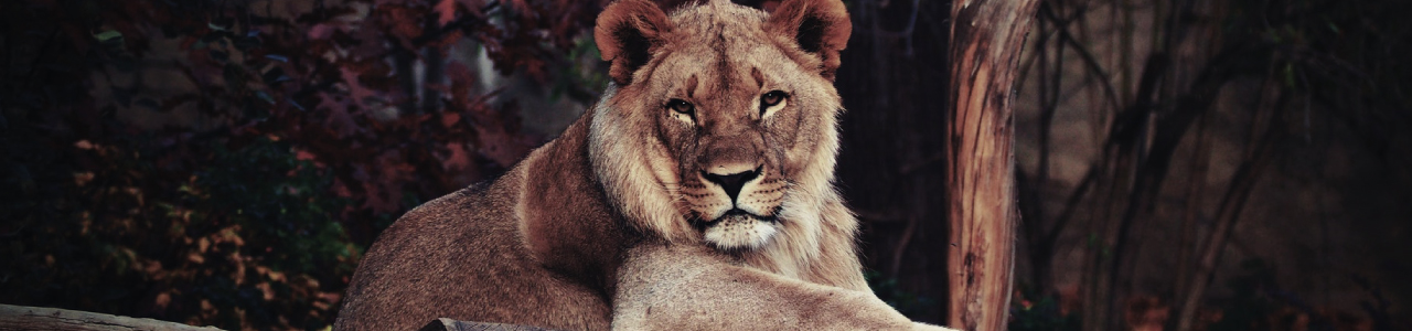 imagem mostra um leão deitado em uma floresta