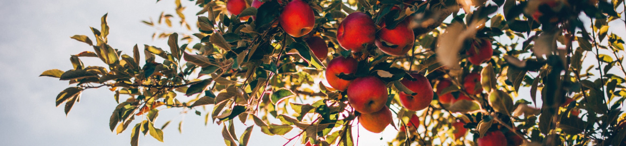 imagem mostra uma macieira carregada de maçãs, fazendo alusão a origem do sobrenome macedo.