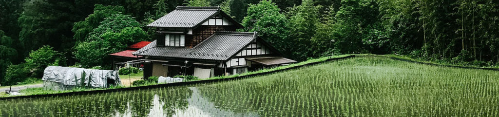 Imagem de uma casa em frente a uma plantação de arroz.