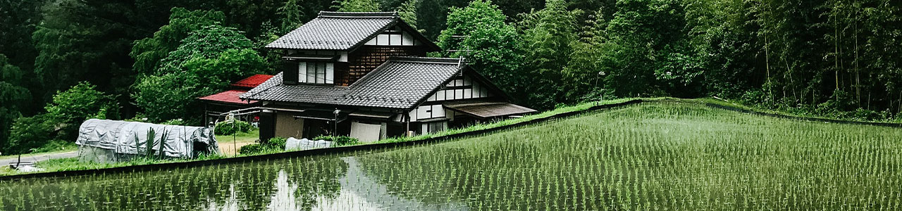 Imagem de uma casa em frente a uma plantação de arroz.