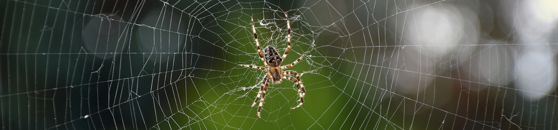 Imagem de uma aranha em uma teia.