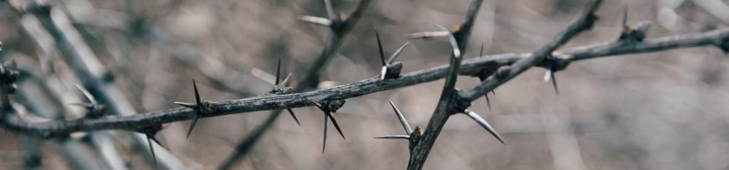 Detalhe do galho de uma planta, repleto de espinhos.