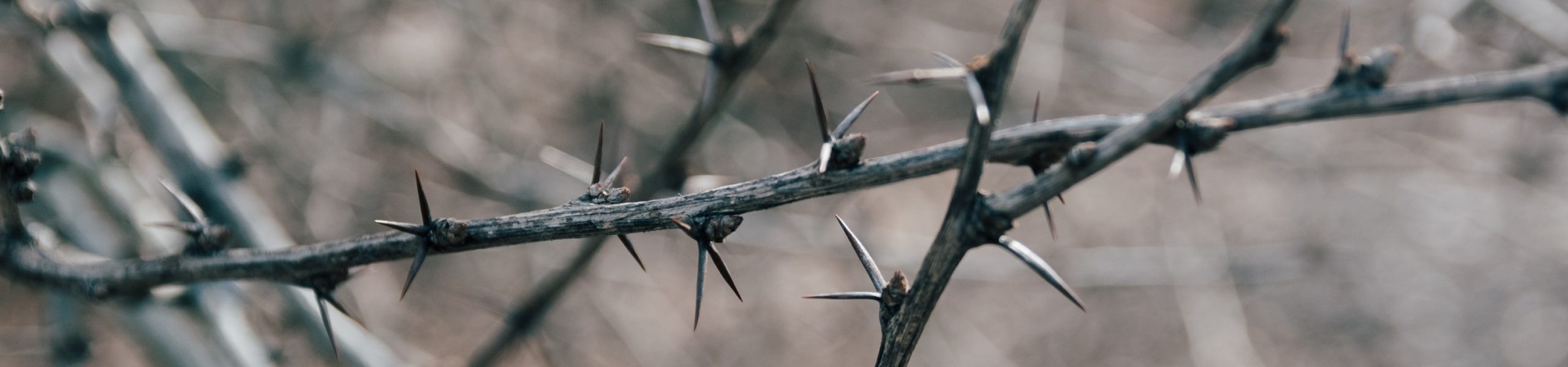 Detalhe do galho de uma planta, repleto de espinhos.