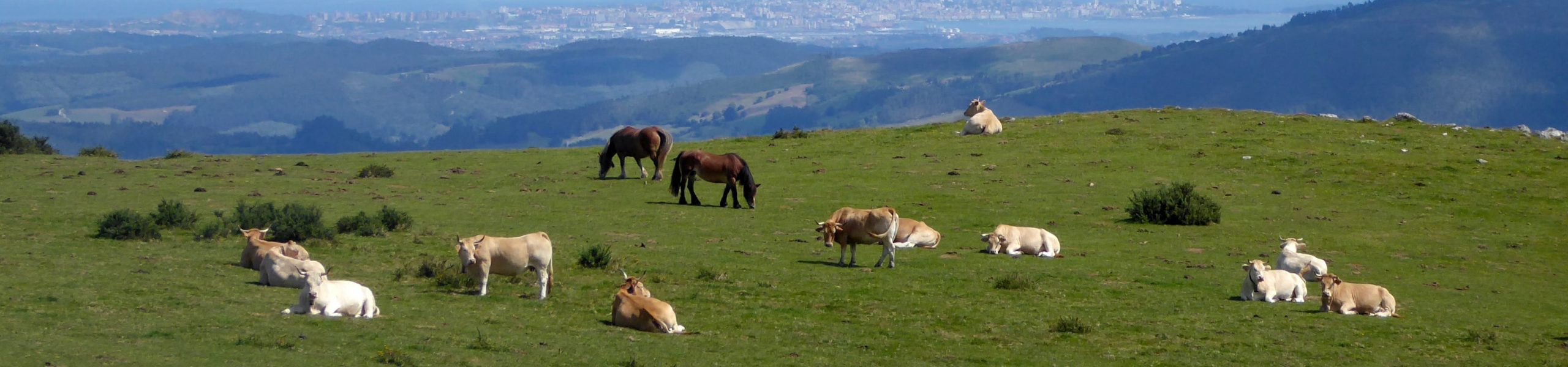 Imagem de uma pastagem com vários animais, como vacas e cavalos.