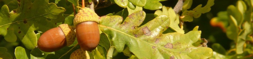 Foto de um fruto do gênero Quercus, conhecido popularmente como carvalho.