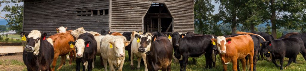 Imagem de alguns bois e vacas em frente a um celeiro de madeira.