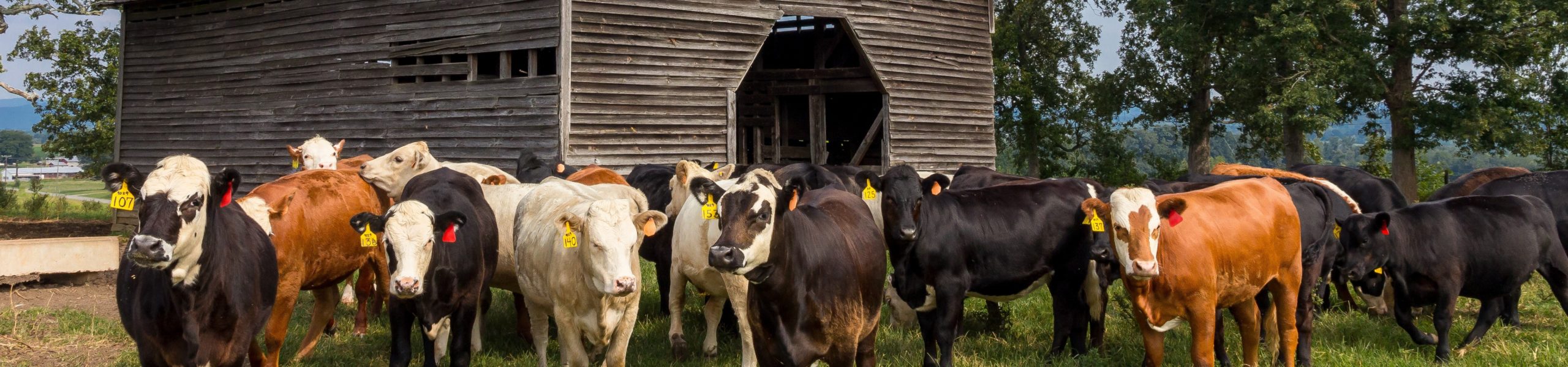 Imagem de alguns bois e vacas em frente a um celeiro de madeira.
