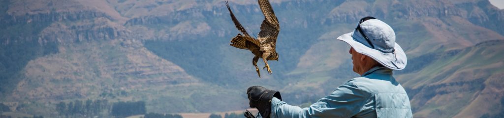 Imagem de um falcoeiro com um falcão em um dos braços.