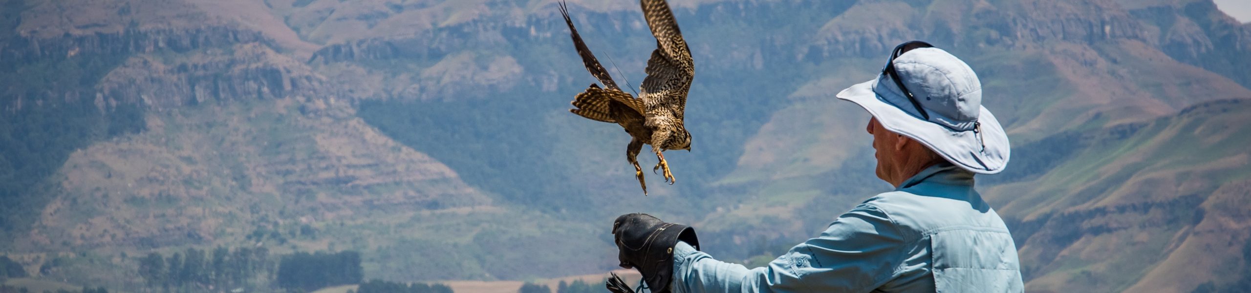 Imagem de um falcoeiro com um falcão em um dos braços.