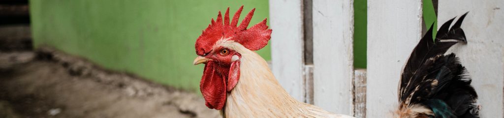 Foto de um galo com penas brancas e pretas.