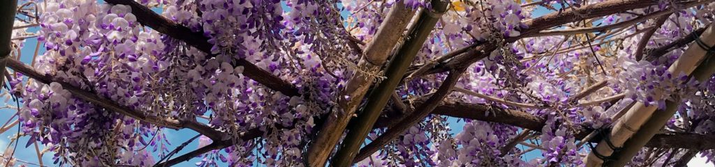 Foto de uma glicínia, planta trepadeira do gênero Wisteria.