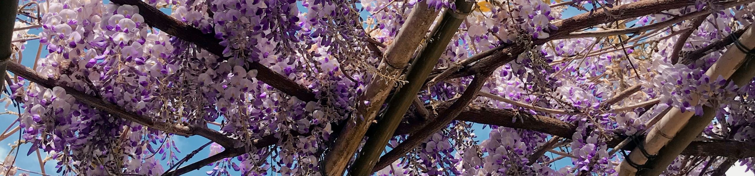 Foto de uma glicínia, planta trepadeira do gênero Wisteria.
