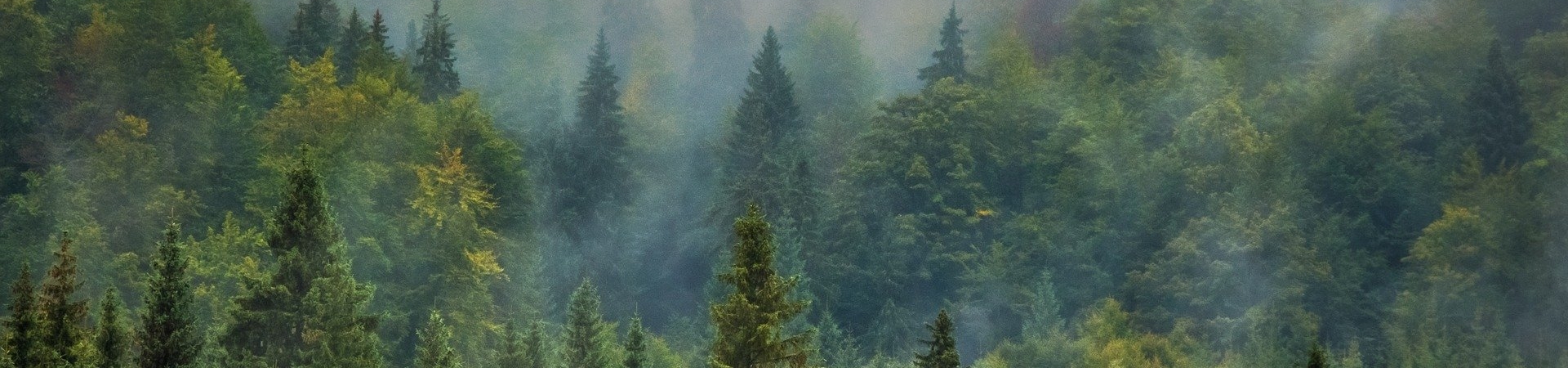 Imagem de um bosque coberto por neblina.