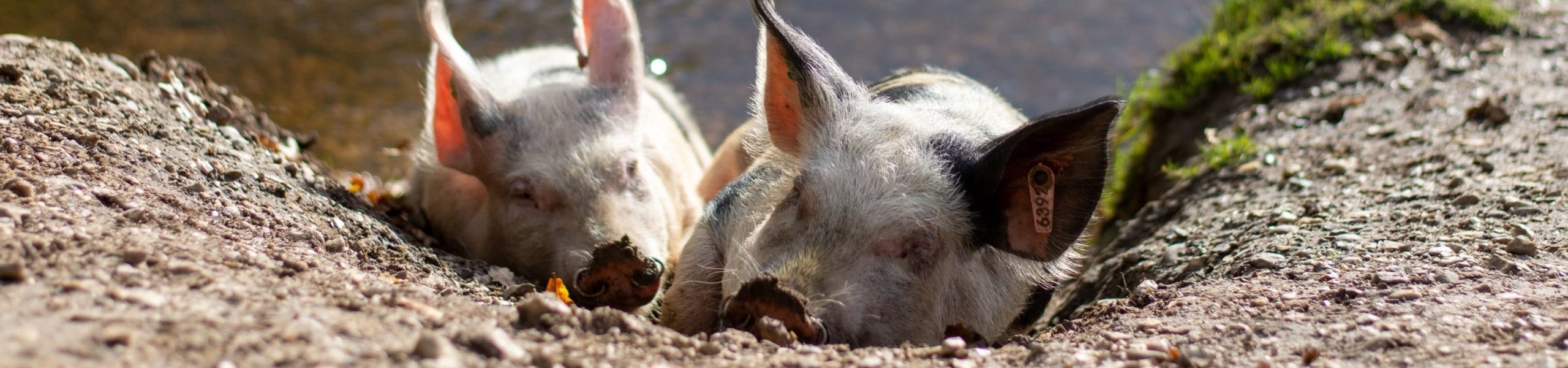 Imagem de dois porcos deitados.