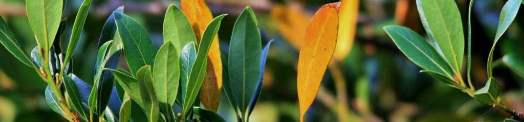 Foto de um loureiro, árvore de onde se extraem as folhas de louro.