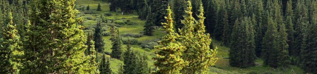 Imagem de uma plantação de pinheiros.