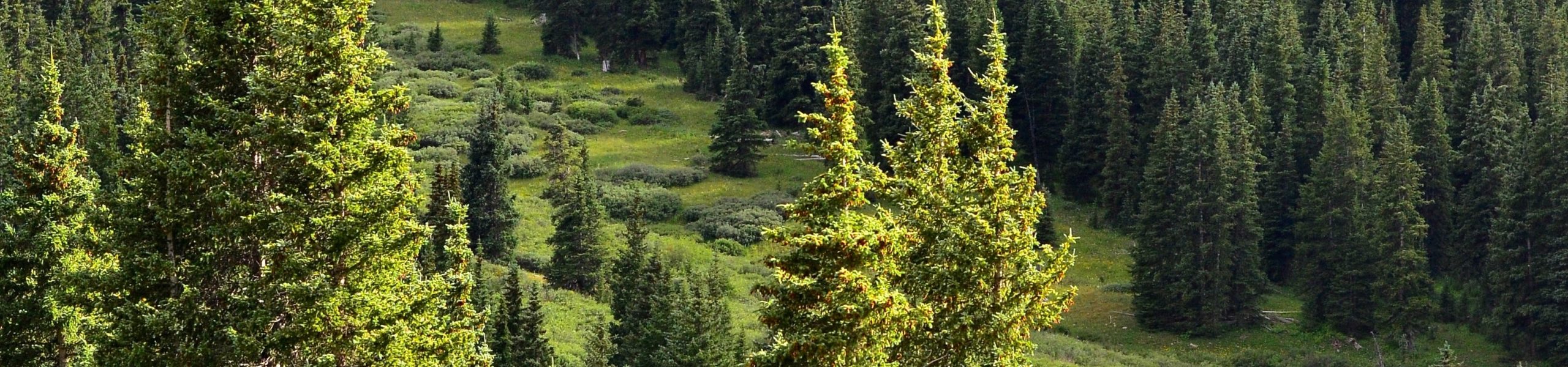 Imagem de uma plantação de pinheiros.