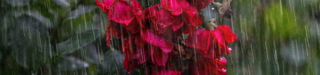 Imagem de várias rosas vermelhas sob a chuva.