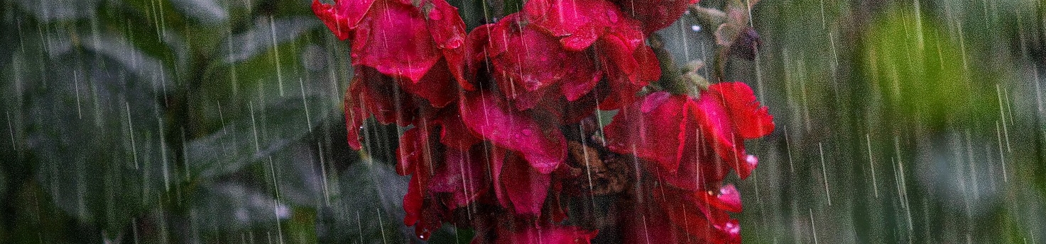 Imagem de várias rosas vermelhas sob a chuva.