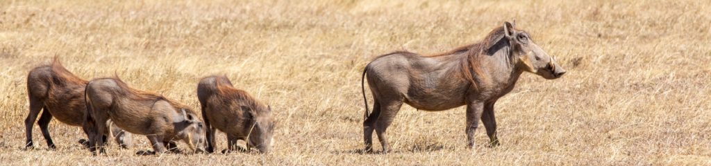 Imagem de quatro javalis sobre um pasto seco.