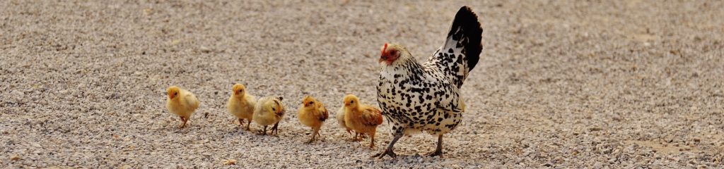 Imagem de uma galinha pintada e cinco pintinhos amarelos.