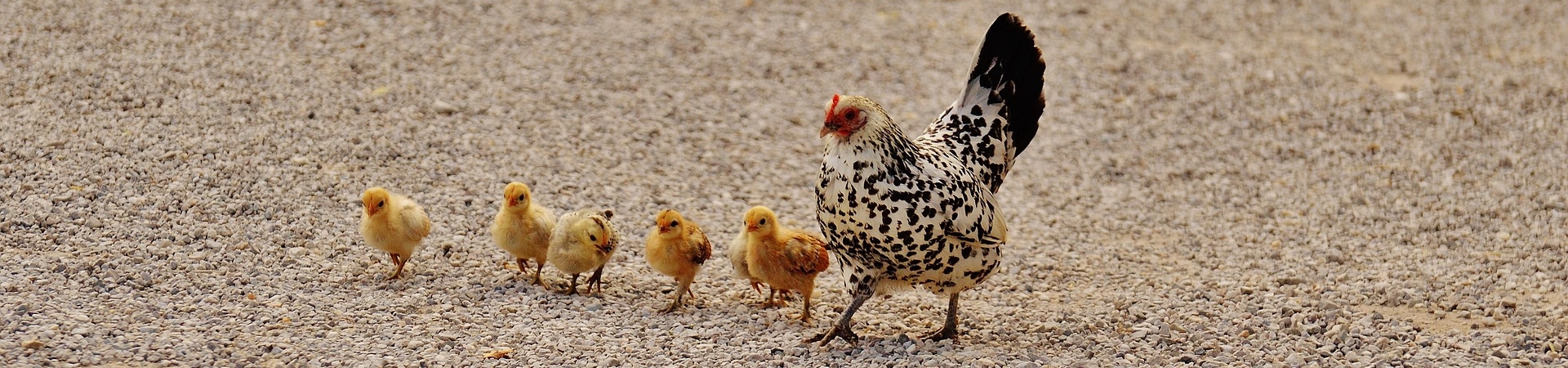 Imagem de uma galinha pintada e cinco pintinhos amarelos.