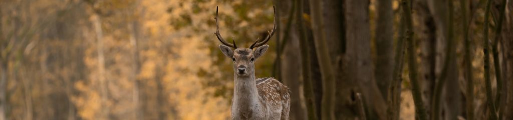 Imagem de um cervo em meio a várias árvores.