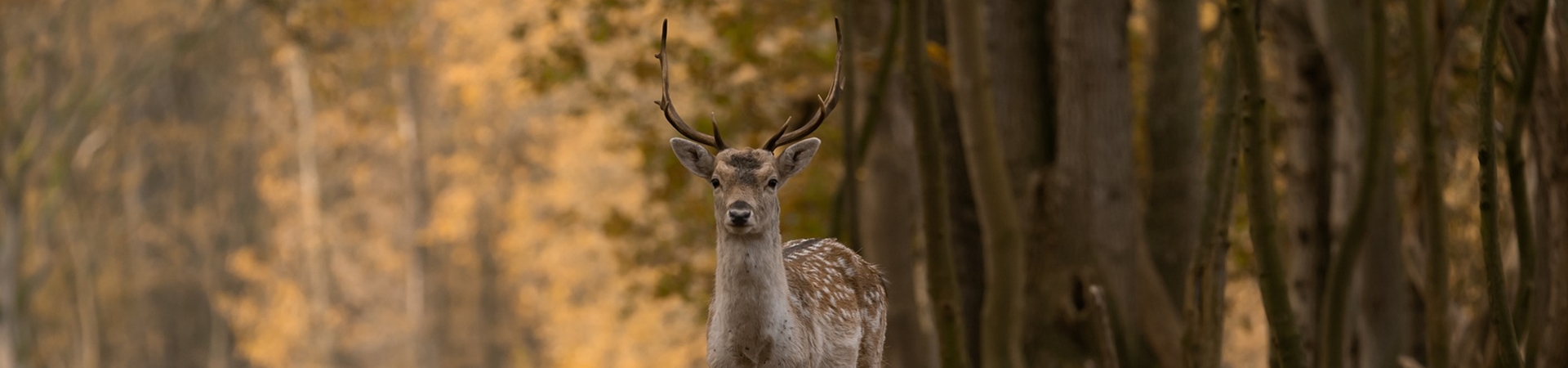 Imagem de um cervo em meio a várias árvores.