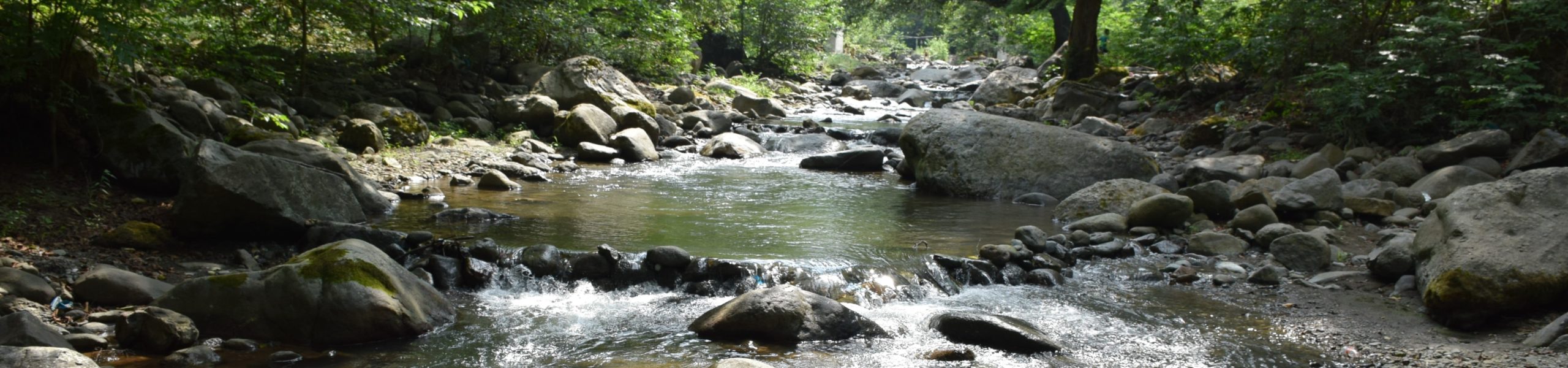 Imagem de um córrego com algumas pedras e plantas às suas margens.
