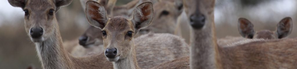 Imagem de vários veados.