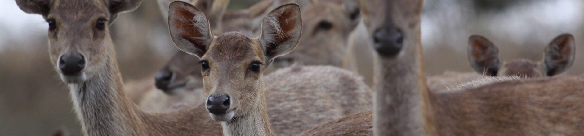 Imagem de vários veados.