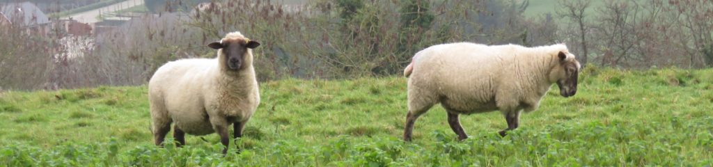 Duas ovelhas de pelos brancos sobre um gramado.