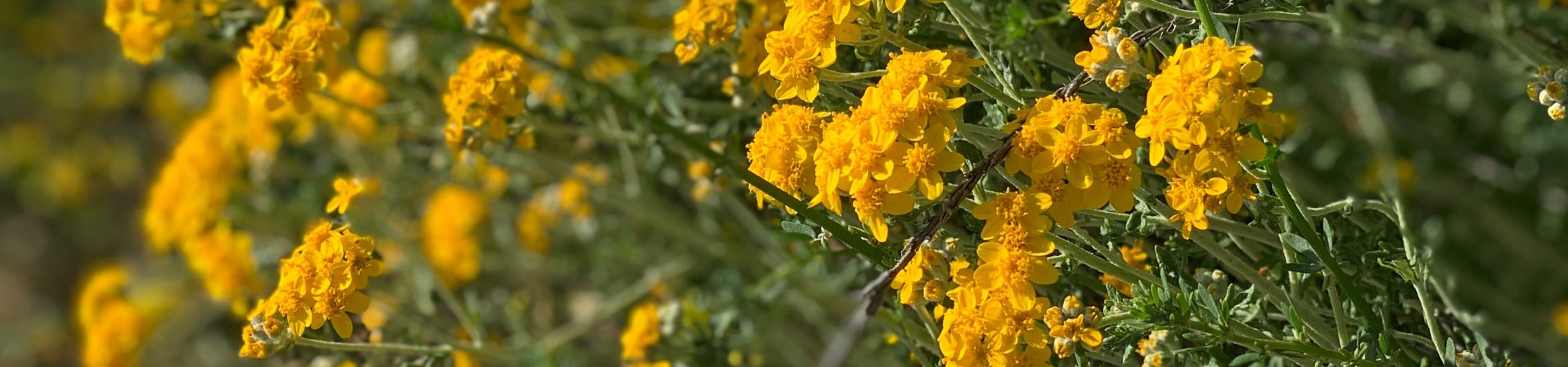 Várias flores de mostarda, de coloração amarela.