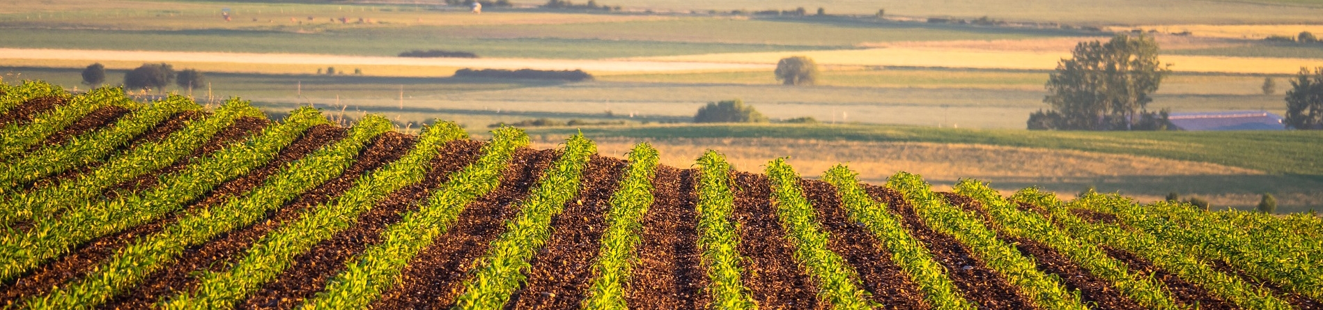 Imagem de uma plantação de uvas.
