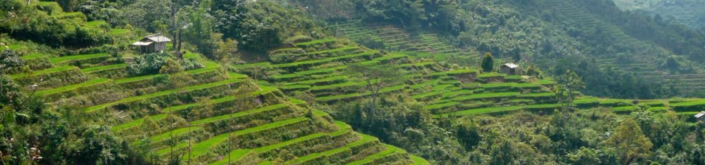 Imagem de uma plantação de arroz na Indonésia.