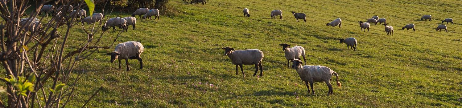 Várias ovelhas caminhando sobre um pasto.